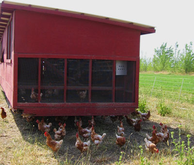 The chickens with their chicken house
