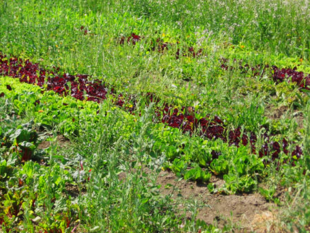A field of many lettuces at Eatwell Farm