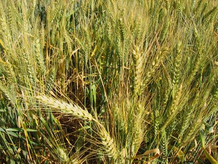 Close-up of wheat growing
