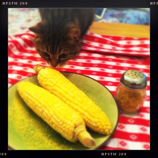 Two ears of corn sprinkled with nutritional yeast, with a grey cat sniffing at them while standing on a red and white checked tablecloth